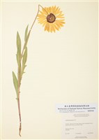 藏品(宿根天人菊)的圖片